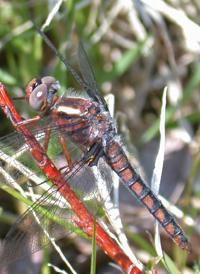 Blue Corporal